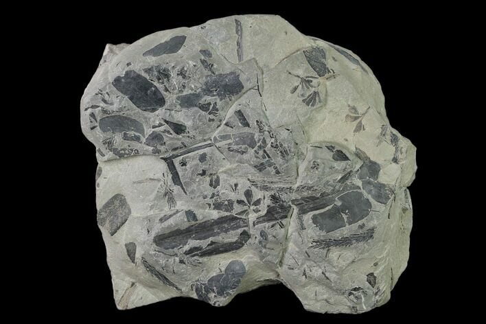 Pennsylvanian Fossil Flora Plate - Kentucky #136790